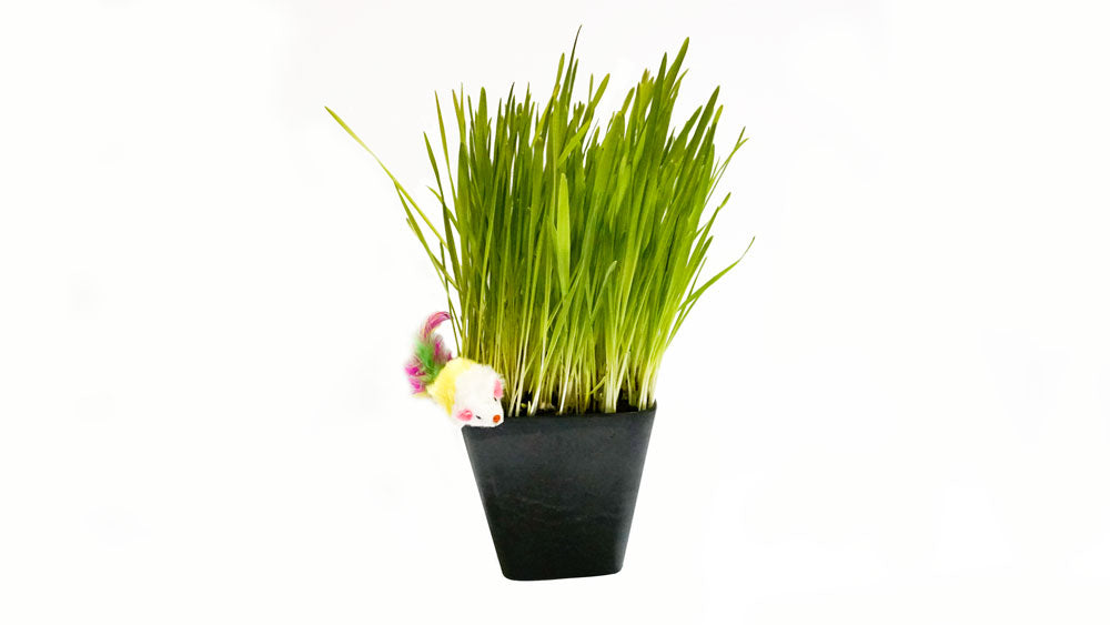 Organic Cat Grass Seed Blend + Bonus Toy