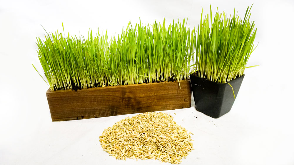 Organic Cat Grass Seed Blend + Bonus Toy